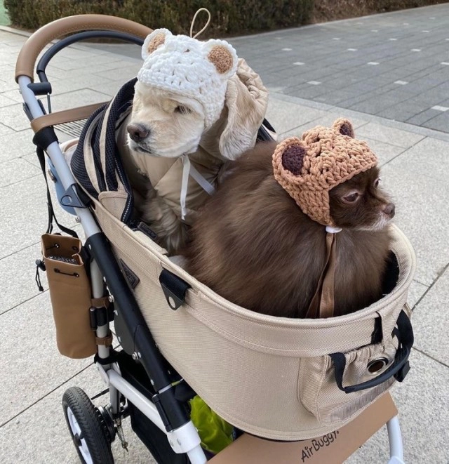 เจนนี่ BLACKPINK สุดปัง! ขึ้นปก "โว้ค เกาหลี" กับ "คุมะ" น้องหมาสุดรัก