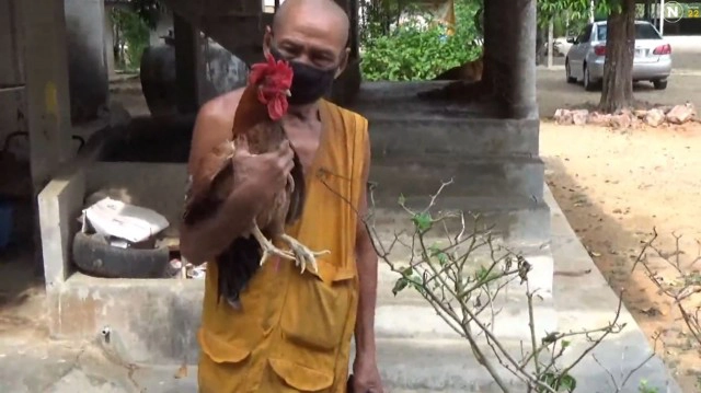 เจ้าตุ๊ด! ไก่ตัวเมียประหลาดมีหงอนเดือยเหมือนตัวผู้