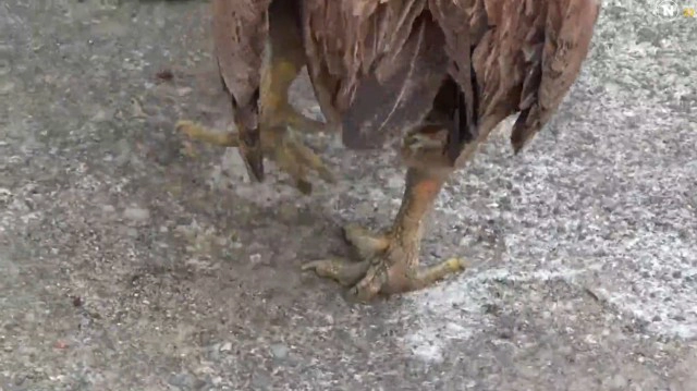 เจ้าตุ๊ด! ไก่ตัวเมียประหลาดมีหงอนเดือยเหมือนตัวผู้