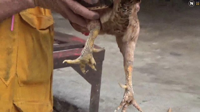 เจ้าตุ๊ด! ไก่ตัวเมียประหลาดมีหงอนเดือยเหมือนตัวผู้