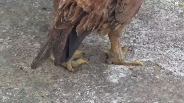 เจ้าตุ๊ด! ไก่ตัวเมียประหลาดมีหงอนเดือยเหมือนตัวผู้