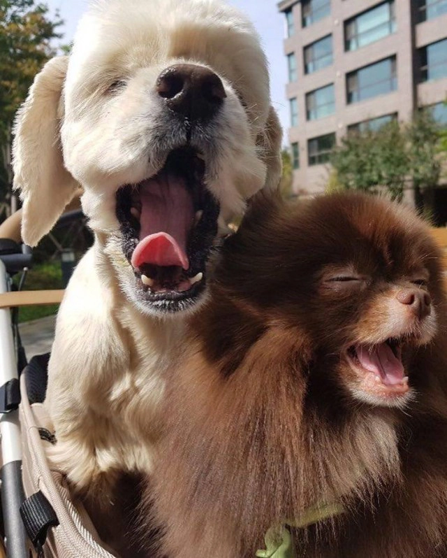 เจนนี่ BLACKPINK สุดปัง! ขึ้นปก "โว้ค เกาหลี" กับ "คุมะ" น้องหมาสุดรัก