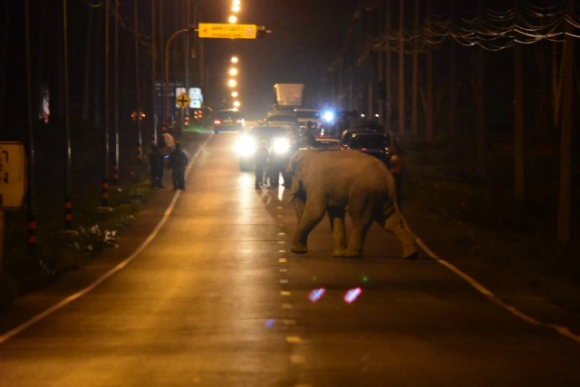 ฮือฮา!!  คลิปผลักดันช้าง30ตัว กลับป่าเขาอ่างฤๅไน