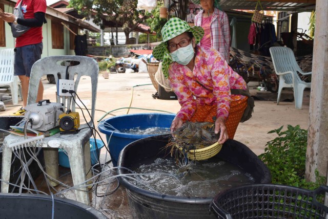 พิษโควิด-19 กระทบ ผู้เลี้ยงกุ้ง อ่วม! แห่ลดราคาขายกิโลฯละ 150!
