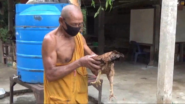 เจ้าตุ๊ด! ไก่ตัวเมียประหลาดมีหงอนเดือยเหมือนตัวผู้