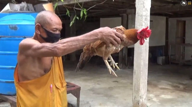 เจ้าตุ๊ด! ไก่ตัวเมียประหลาดมีหงอนเดือยเหมือนตัวผู้