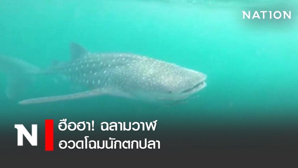 ฮือฮา! ฉลามวาฬยักษ์ใหญ่อวดโฉมนักตกปลา ฮือฮา! ฉลามวาฬยักษ์ใหญ่อวดโฉมนักตกปลา