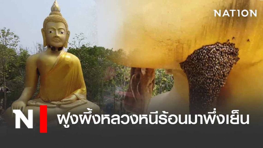 พะเยา ฮือฮา! ฝูงผึ้งหลวงหนีร้อนมาพึ่งเย็น