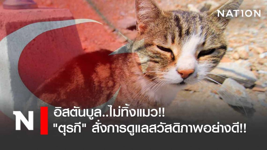 แมวตุรกีเฮ! หลังรัฐบาลสั่งการดูแลสวัสดิภาพอย่างดี!!