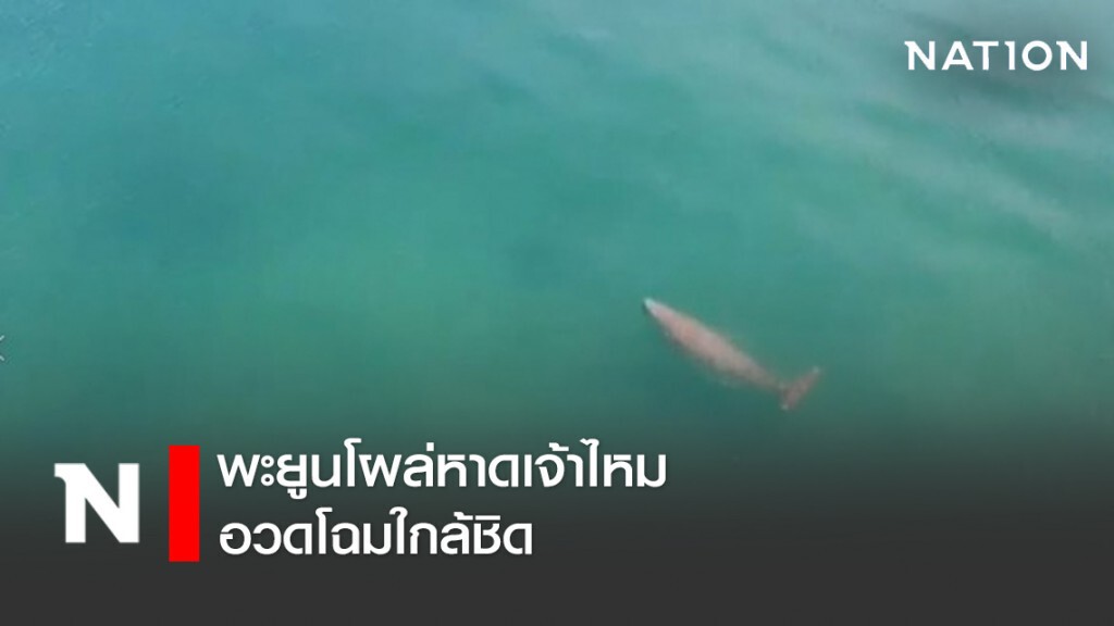 พะยูนโผล่หายใจอวดโฉมใกล้ชิด พะยูนโผล่หายใจอวดโฉมใกล้ชิด