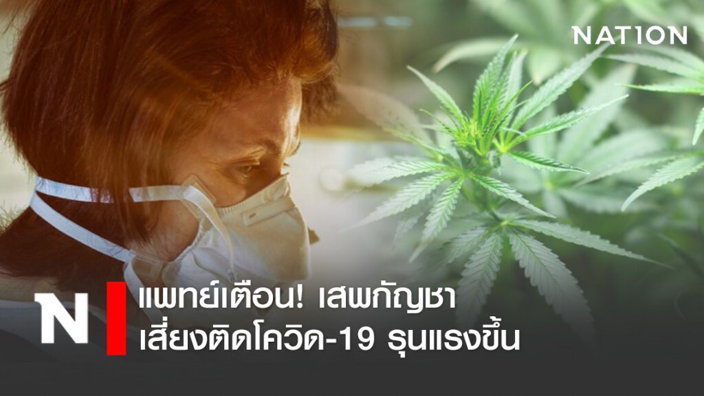 แพทย์เตือน! เสพกัญชาเสี่ยงติดโควิด-19 รุนแรงขึ้น แพทย์เตือน! เสพกัญชาเสี่ยงติดโควิด-19 รุนแรงขึ้น