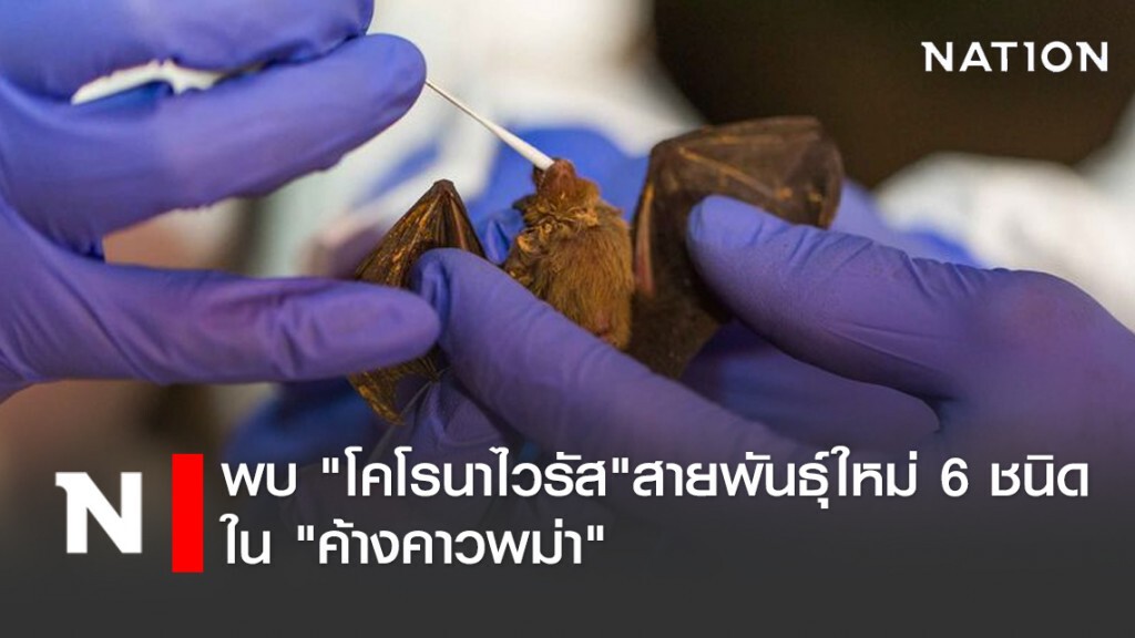 นักวิทยาศาสตร์ พบ "โคโรนาไวรัส" สายพันธุ์ใหม่ 6 ชนิด ใน "ค้างคาวพม่า"