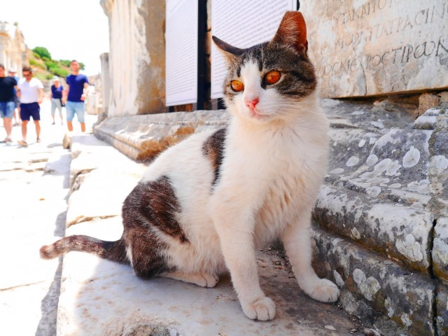 แมวตุรกีเฮ! หลังรัฐบาลสั่งการดูแลสวัสดิภาพอย่างดี!!