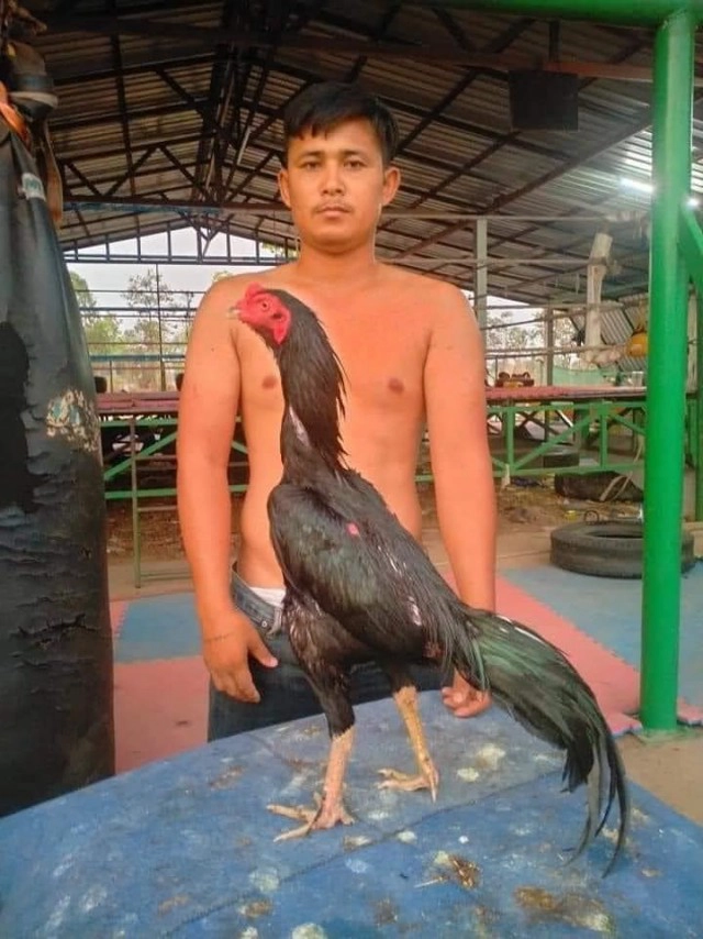 "ต่วนเป๋(เกียรติคมสิงห์) ส.สมหมาย" ผันตัวมาเลี้ยงไก่ชน