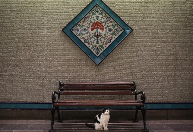 แมวตุรกีเฮ! หลังรัฐบาลสั่งการดูแลสวัสดิภาพอย่างดี!!