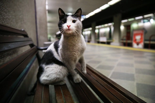 แมวตุรกีเฮ! หลังรัฐบาลสั่งการดูแลสวัสดิภาพอย่างดี!!