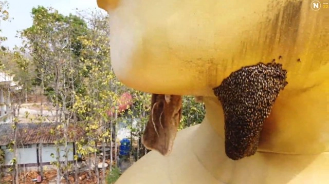 พะเยา ฮือฮา! ฝูงผึ้งหลวงหนีร้อนมาพึ่งเย็น