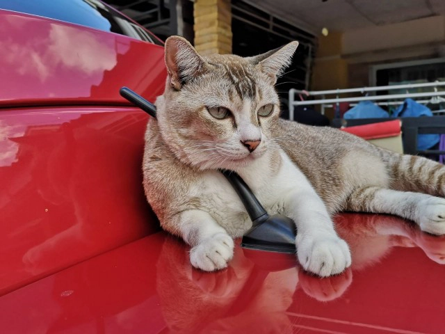 แมวตุรกีเฮ! หลังรัฐบาลสั่งการดูแลสวัสดิภาพอย่างดี!!