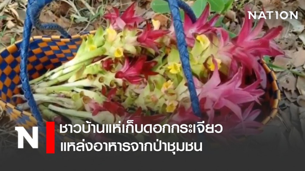 ชาวบ้านแห่เก็บดอกกระเจียวแหล่งอาหารจากป่าชุมชน