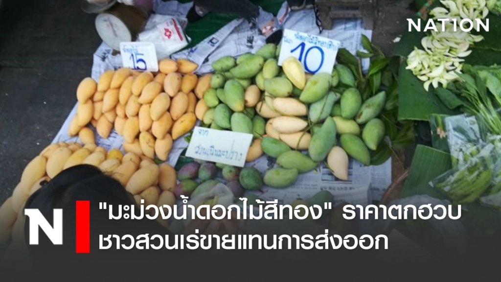 "มะม่วงน้ำดอกไม้สีทอง" ราคาตกฮวบ ชาวสวนเร่ขายแทนการส่งออก