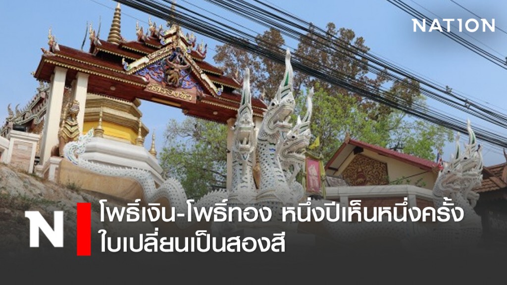 โพธิ์เงิน-โพธิ์ทอง หนึ่งปีเห็นหนึ่งครั้ง ใบเปลี่ยนเป็นสองสี