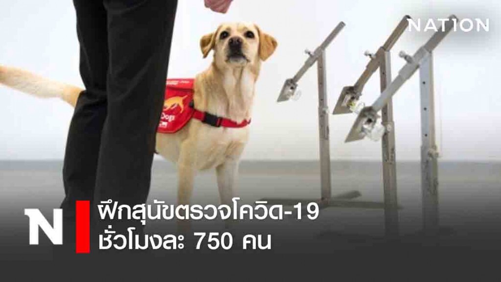 ฝึกสุนัขตรวจโควิด-19 ชั่วโมงละ 750 คน ฝึกสุนัขตรวจโควิด-19 ชั่วโมงละ 750 คน