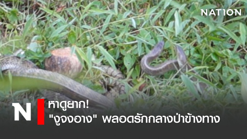 หาดูยาก! "งูจงอาง" พลอดรักกลางป่าข้างทาง หาดูยาก! "งูจงอาง" พลอดรักกลางป่าข้างทาง