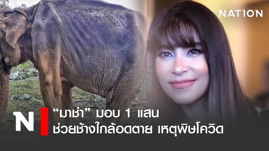 "มาช่า" มอบ 1 แสน ช่วยช้างใกล้อดตาย โดนพิษโควิด