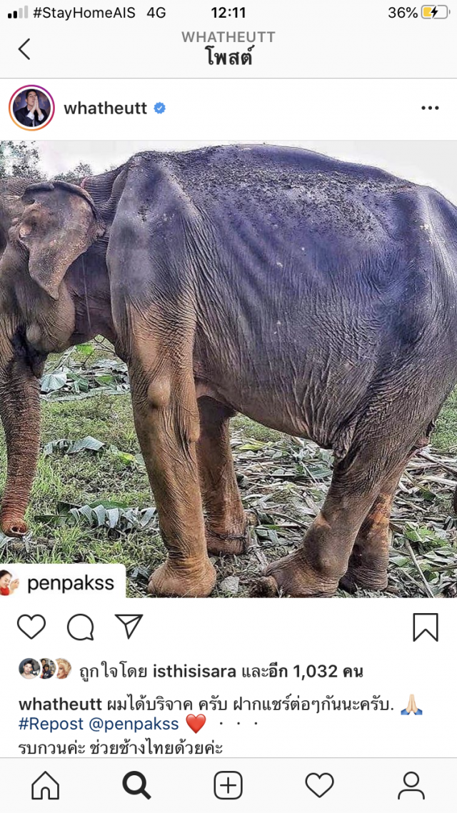 "มาช่า" มอบ 1 แสน ช่วยช้างใกล้อดตาย โดนพิษโควิด