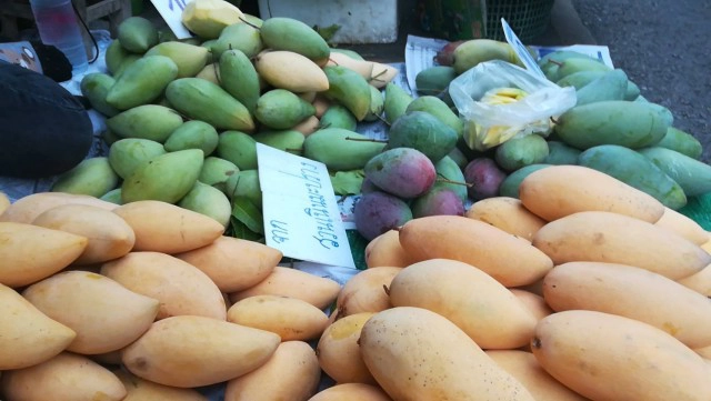 "มะม่วงน้ำดอกไม้สีทอง" ราคาตกฮวบ ชาวสวนเร่ขายแทนการส่งออก