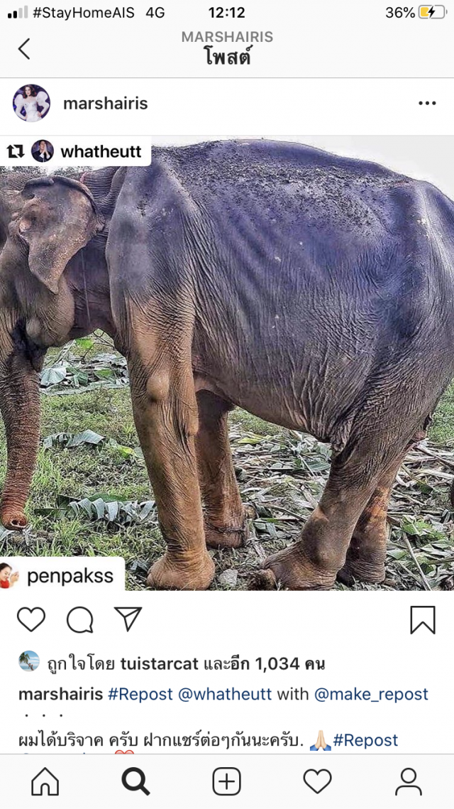 "มาช่า" มอบ 1 แสน ช่วยช้างใกล้อดตาย โดนพิษโควิด