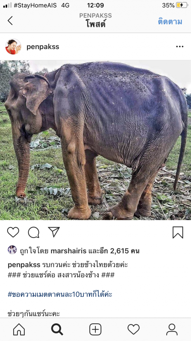 "มาช่า" มอบ 1 แสน ช่วยช้างใกล้อดตาย โดนพิษโควิด
