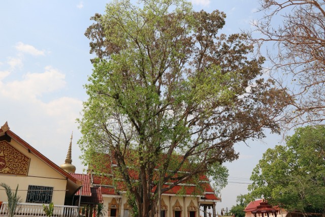 โพธิ์เงิน-โพธิ์ทอง หนึ่งปีเห็นหนึ่งครั้ง ใบเปลี่ยนเป็นสองสี