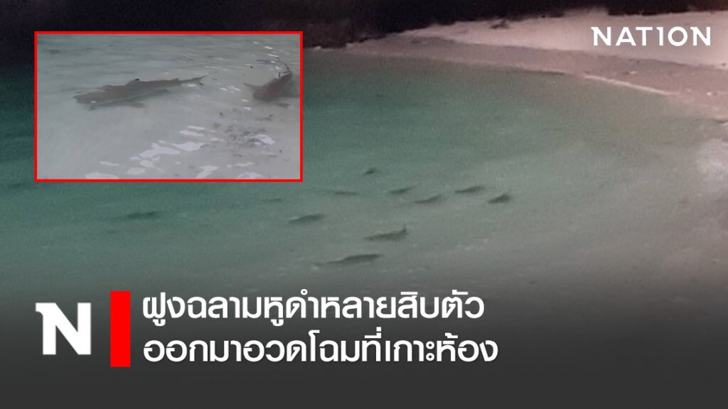 เมื่อทะเลสงบ ฝูงฉลามหูดำนับสิบตัว ออกมาอวดโฉมที่เกาะห้อง เมื่อทะเลสงบ ฝูงฉลามหูดำนับสิบตัว ออกมาอวดโฉมที่เกาะห้อง