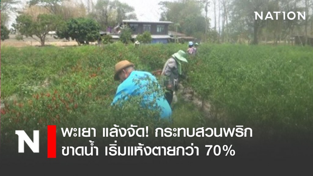 พะเยา แล้งจัด! กระทบสวนพริกขาดน้ำ เริ่มแห้งตายกว่า 70% พะเยา แล้งจัด! กระทบสวนพริกขาดน้ำ เริ่มแห้งตายกว่า 70%