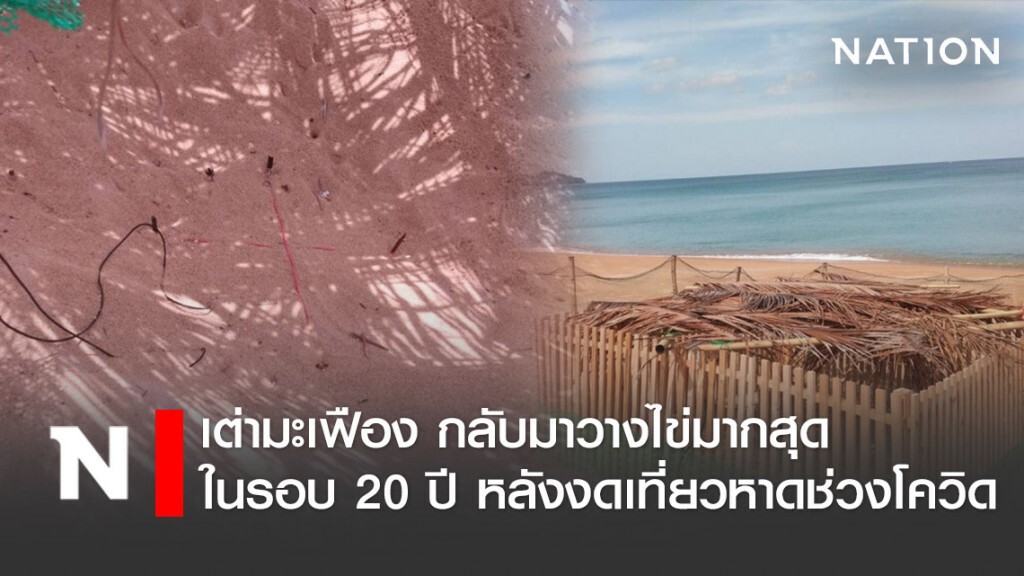 ข้อดีช่วงโควิด !! เต่ามะเฟือง กลับมาวางไข่มากสุดในรอบ 20 ปี  หลังสั่งงดเที่ยวหาด