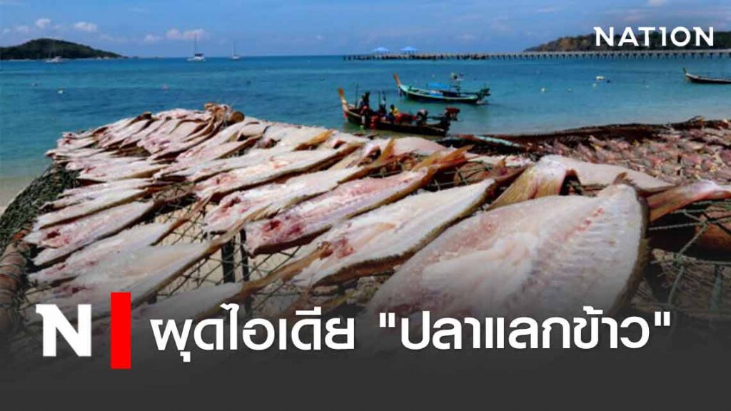 ชาวเลราไวย์เดินหน้า"ปลาแลกข้าว" แปรรูปปลาสดแลกข้าวสารยโสธร
