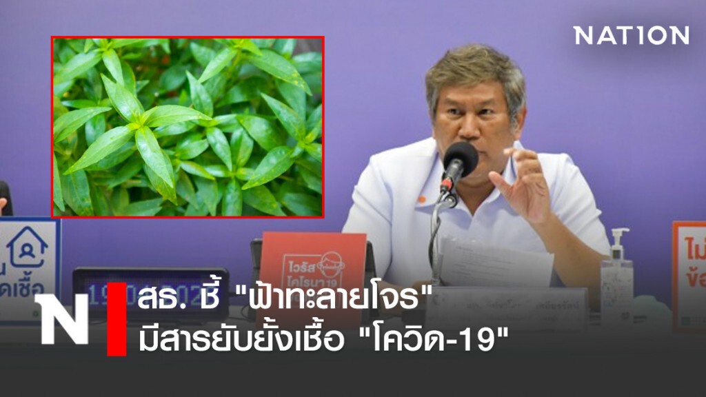 สธ. ชี้ "ฟ้าทะลายโจร" มีสารยับยั้งเชื้อ "โควิด-19"