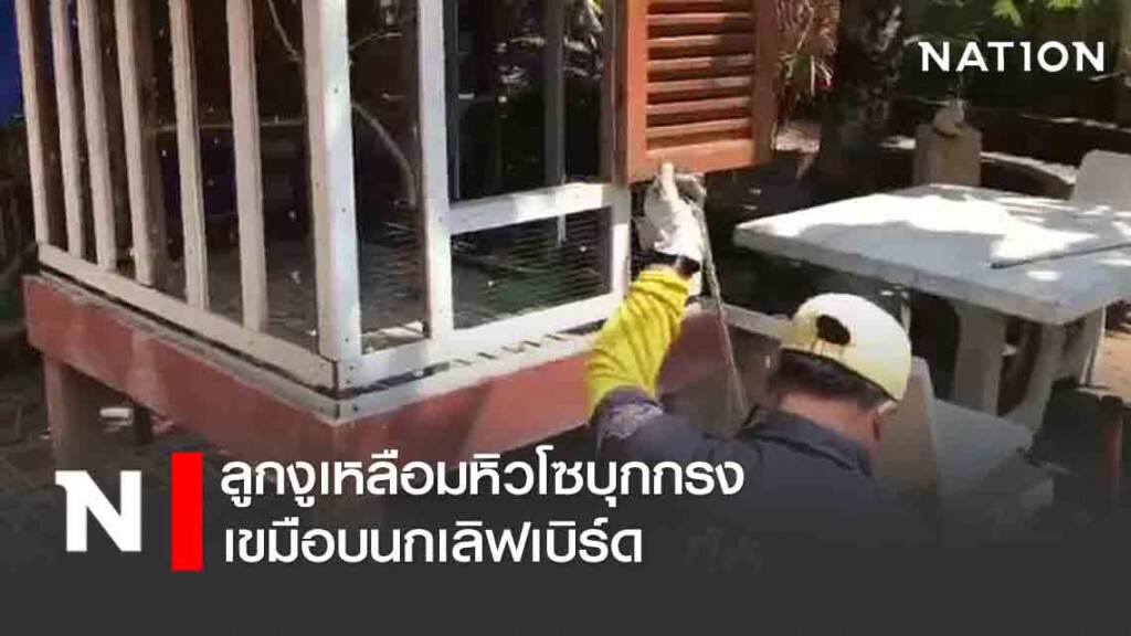 ลูกงูเหลือมหิวโซบุกกรง เขมือบนกเลิฟเบิร์ด