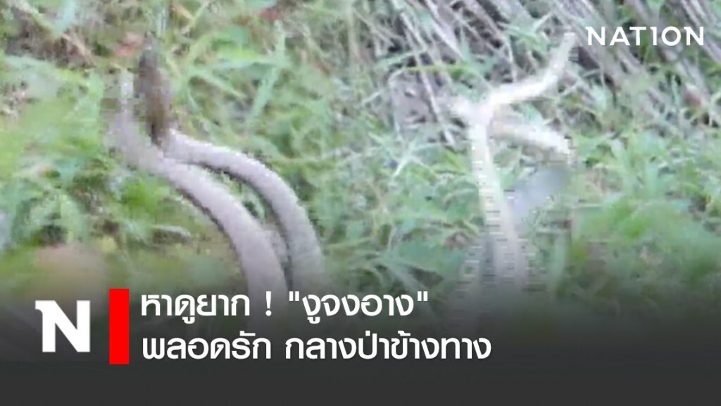 หาดูยาก ! "งูจงอาง" พลอดรัก กลางป่าข้างทาง หาดูยาก ! "งูจงอาง" พลอดรัก กลางป่าข้างทาง