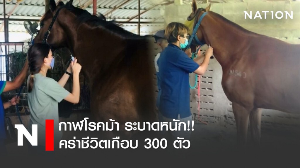 กาฬโรคม้า ระบาดหนัก!! คร่าชีวิตเกือบ 300 ตัว