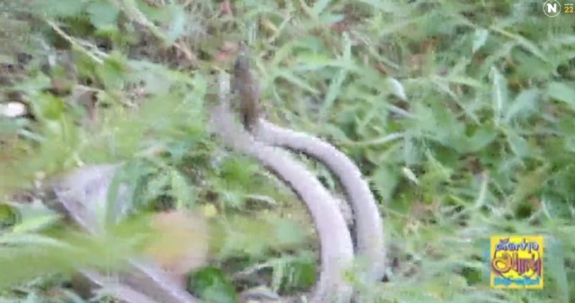 หาดูยาก ! "งูจงอาง" พลอดรัก กลางป่าข้างทาง