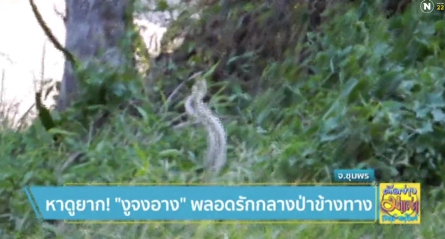 หาดูยาก ! "งูจงอาง" พลอดรัก กลางป่าข้างทาง