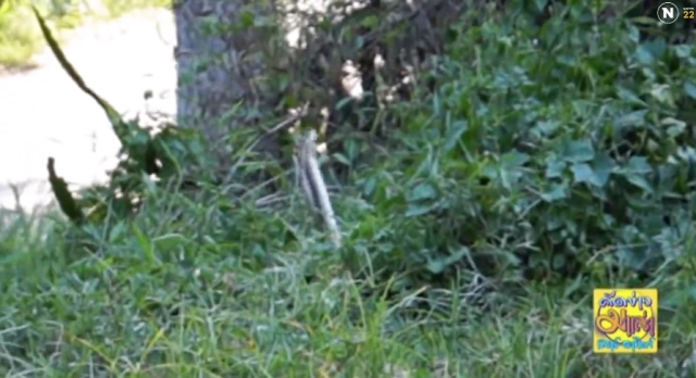 หาดูยาก ! "งูจงอาง" พลอดรัก กลางป่าข้างทาง