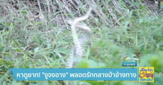 หาดูยาก ! "งูจงอาง" พลอดรัก กลางป่าข้างทาง