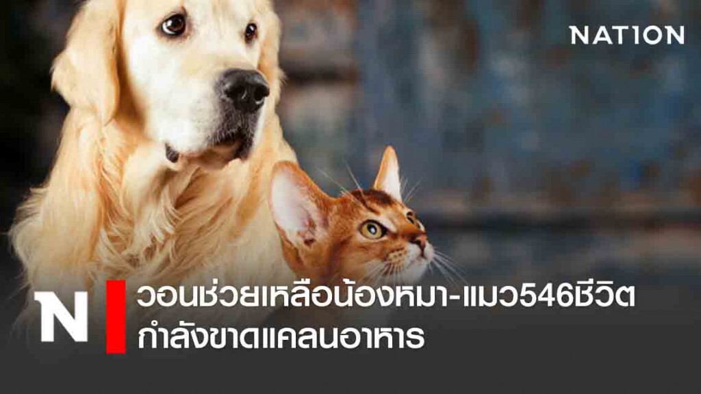 วอนช่วยเหลือน้องหมา-แมว546ชีวิตกำลังขาดแคลนอาหาร