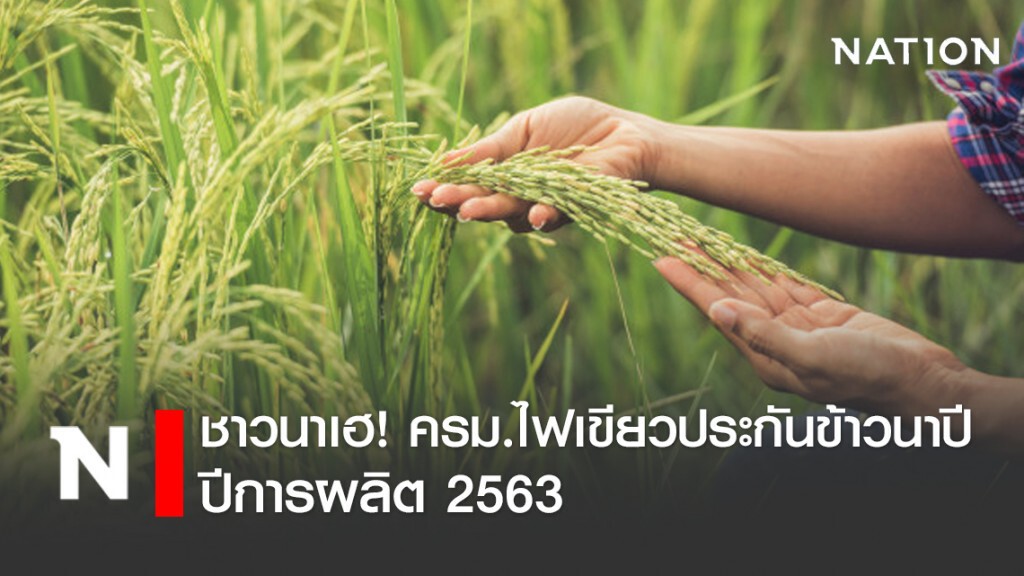 ครม.ไฟเขียวประกันภัยข้าวนาปี ครม.ไฟเขียวประกันภัยข้าวนาปี