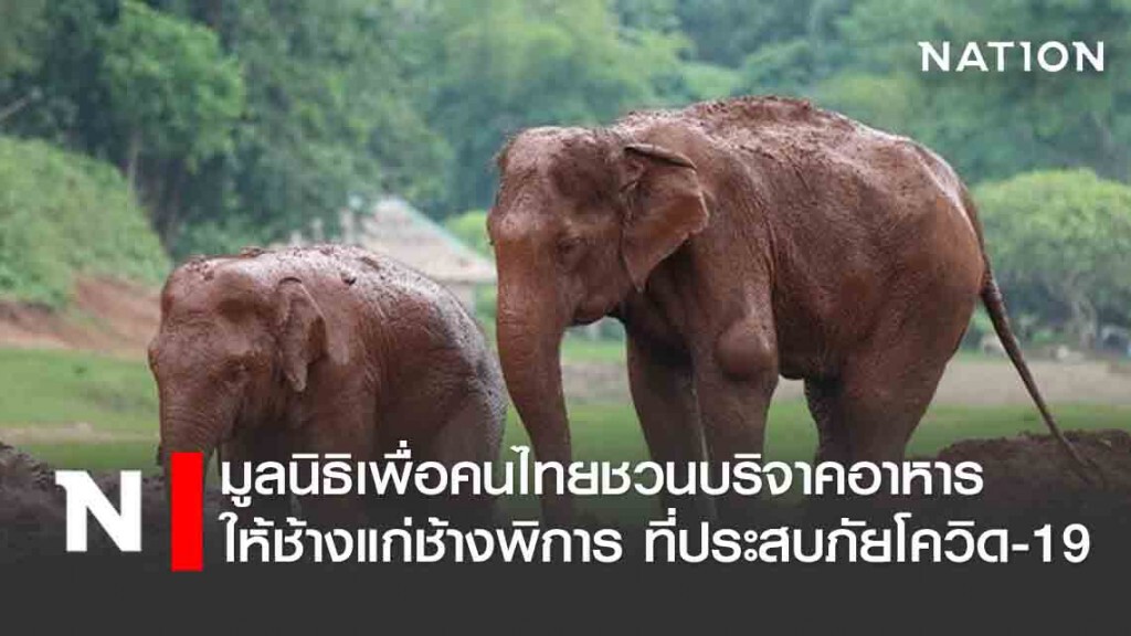 มูลนิธิเพื่อคนไทยชวนบริจาค 'อาหารให้ช้างแก่ ช้างพิการ ที่ประสบภัยโควิด-19'