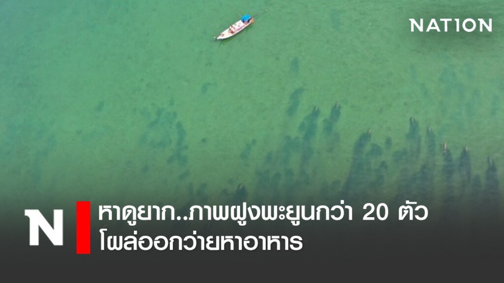 หาดูยาก..ภาพฝูงพะยูนกว่า 20 ตัว โผล่ออกว่ายหาอาหาร หาดูยาก..ภาพฝูงพะยูนกว่า 20 ตัว โผล่ออกว่ายหาอาหาร