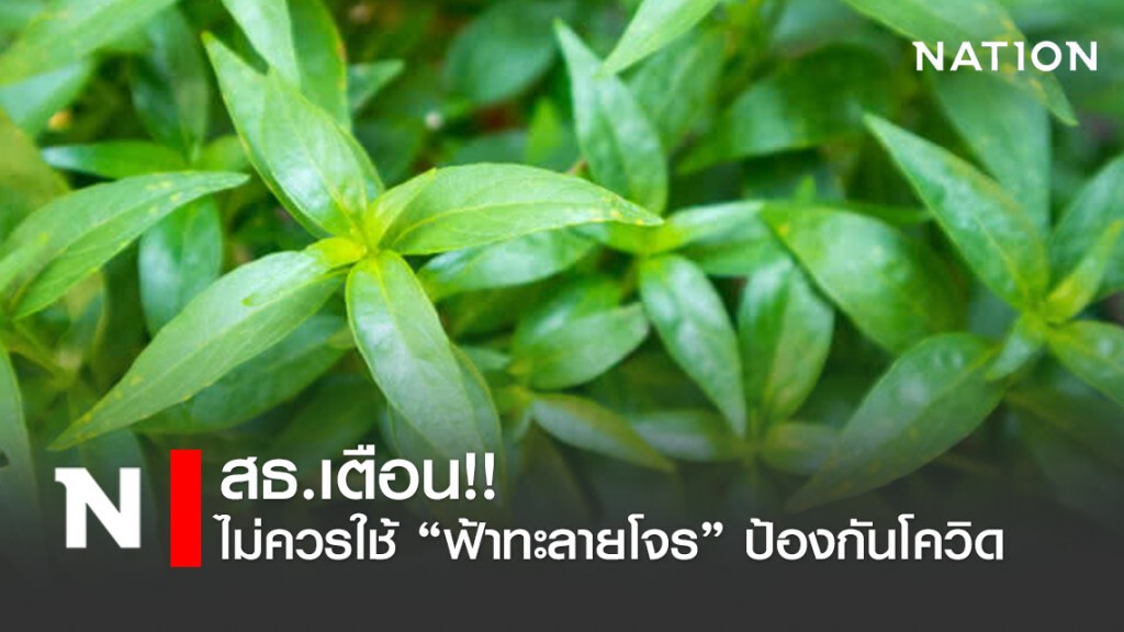สธ.เตือน ฟ้าทะลายโจรไม่ได้แก้โควิด ย้ำควรใช้ให้ถูกกับโรค สธ.เตือน ฟ้าทะลายโจรไม่ได้แก้โควิด ย้ำควรใช้ให้ถูกกับโรค